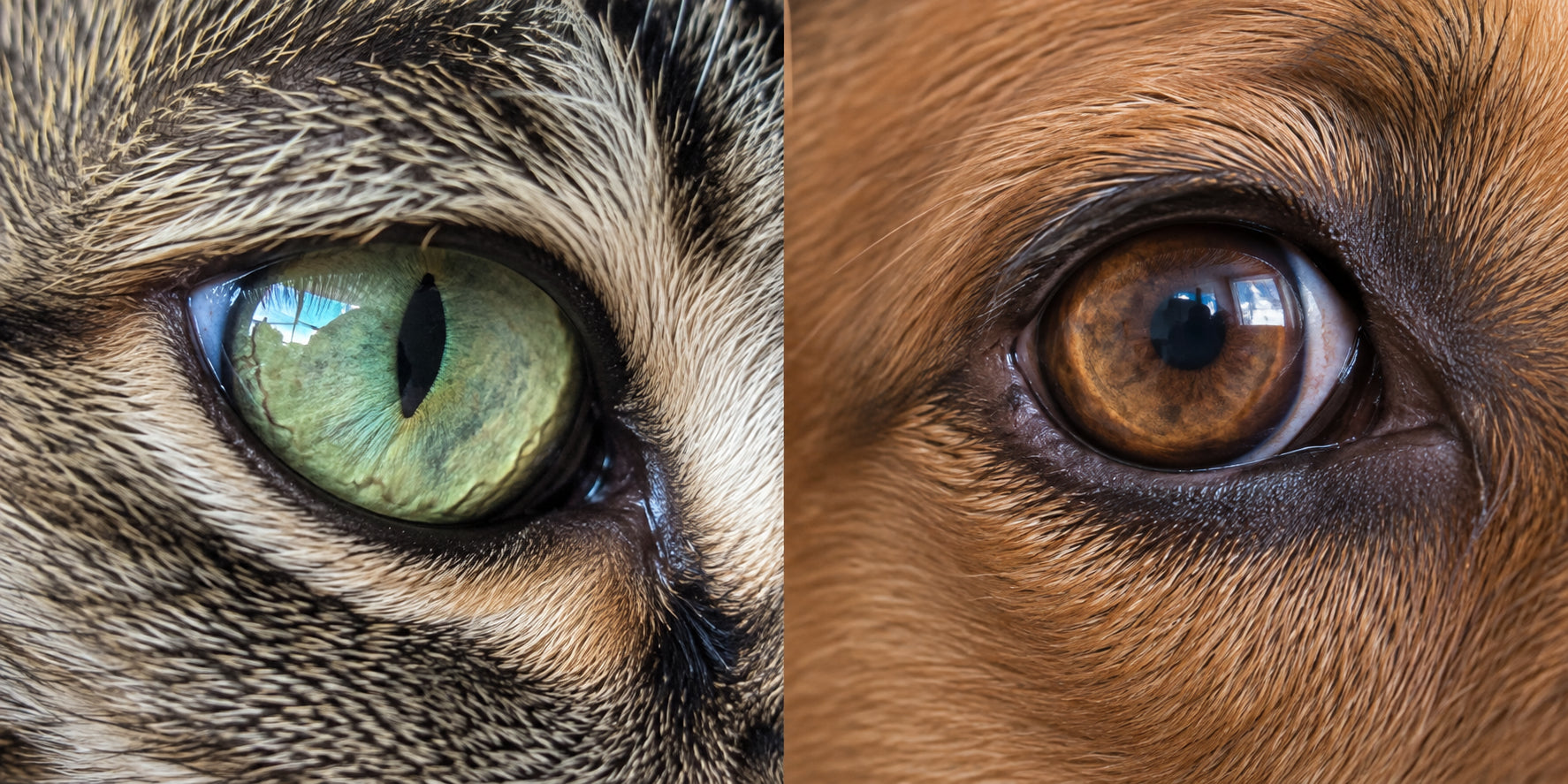 Yakından ve doğal gün ışığında çekilmiş net kedi ve köpek gözü fotoğrafı örnekleri